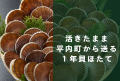 【限定販売】活きたまま平内町から送る1年貝ほたて 5kg
